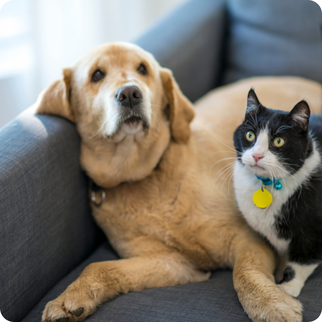 Pets
